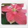 Pink Poinsettia 2
