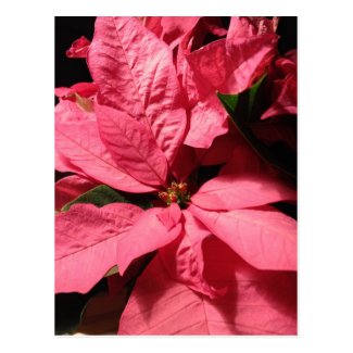 Pink Poinsettia Christmas Flowers