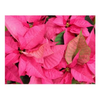 Pink Poinsettia Christmas Flowers
