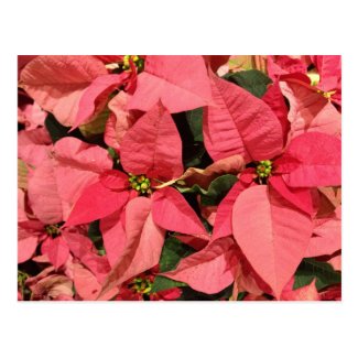 Pink Poinsettia Christmas Flowers