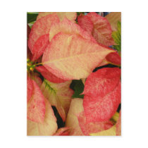 Pink Poinsettia postcards