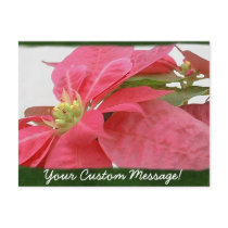 Pink Poinsettias 1 postcards