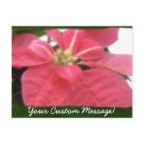 Pink Poinsettias 2 postcards