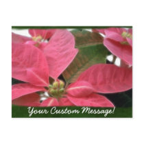 Pink Poinsettias 3 postcards