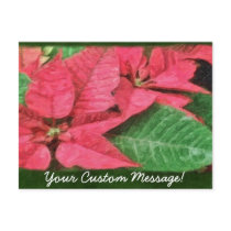 Pink Poinsettias 4 Painterly postcards