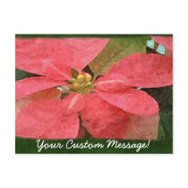Pink Poinsettias 5 postcards