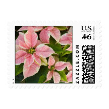 Pink Poinsettias Stamps
