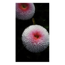 pink pompoms business cards