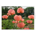 Pink Poppies cards by marksmallwood Pink Poppies cards