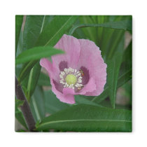 Pink Poppy magnets by littlewingdesign Pink Poppy magnets