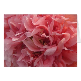 Pink Poppy Petals Valentine
