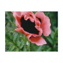 Pink Poppy Postcard