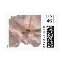 Pink Poppy Small Postage Stamp by naturalilly Pink Poppy Small Postage Stamp