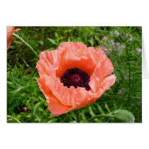 Pink Poppy too cards