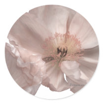 Pink Poppy Wedding Invitation Seals stickers by naturalilly Pink Poppy Wedding Invitation Seals stickers