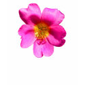 'Pink Portulaca' t-shirts