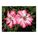 Pink posters