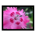 Pink posters by Lduskis Pink posters