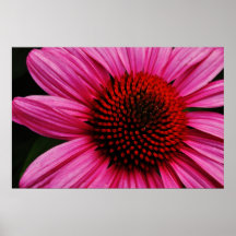 Pink Posters