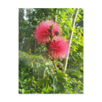 Pink Powder Puff postcards by lonedragonfli Pink Powder Puff postcards