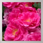 Pink Prairie Roses Posters
