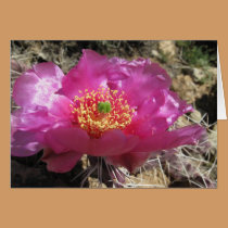 Pink Prickley Pear cards
