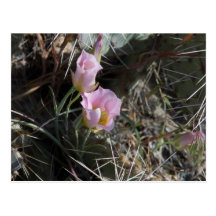 Pink Prickly Pear Blossom Postcards