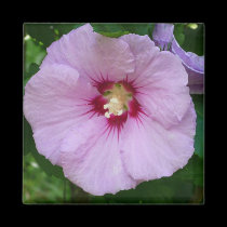 Pink Primrose Magnet by Rajee1 Pink Primrose Magnet