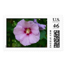 Pink Primrose Postage stamps