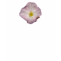 Pink Primrose shirt by MAPASUE Pink Primrose shirt