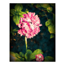 Pink Primula Flowers posters