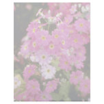 Pink Primula Malacoides 'Pink Ice' (Fairy Primrose Letterhead
