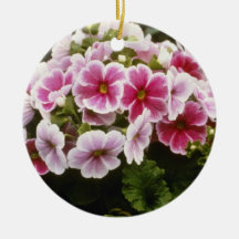 Pink Primula Obconica 'Agate Rouge' flowers Ornament