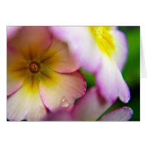 Pink Primulas cards