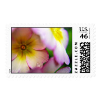 Pink Primulas stamps