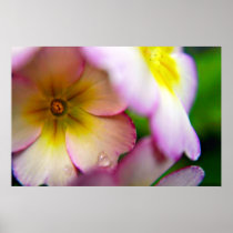 Pink Primulas print posters