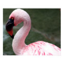 Pink Profile, S Cyr posters by CyrScenes Pink Profile, S Cyr posters