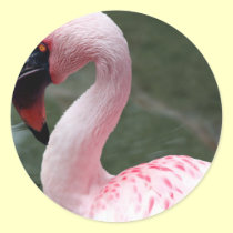 Pink Profile stickers