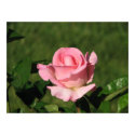 Pink Promise Hybrid Tea Rose 132 posters by MobyD46 Pink Promise Hybrid Tea Rose 132 posters