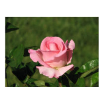 Pink Promise Hybrid Tea Rose 132 posters