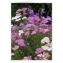 Pink, purple and white cards