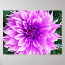Pink purple dahlia posters