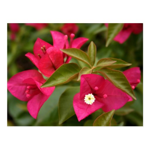pink/purple flower postcards