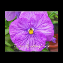 Pink Purple Pansy Flower Postcard postcards