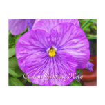 Pink Purple Pansy Flower Postcard