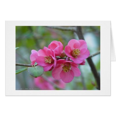 Pink Quince Greeting Card by johnforbes