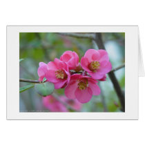 Pink Quince cards