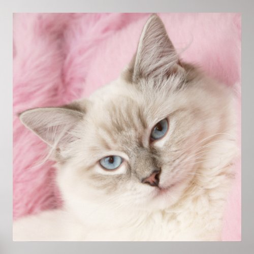 pink ragdoll poster print