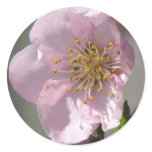 Pink Raspberry Bloom stickers