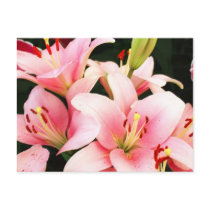 Pink red lily flowers postcards